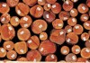 Weyerhaeuser Is More Than a Housing Play