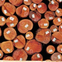 No Tumble in Sight for Timber