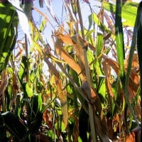Corn’s Pain Could Be These ETFs’ Gain