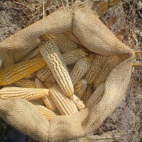 4 Stocks to Buy for a Corn Trade