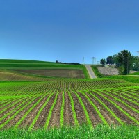 USDA: Corn Crop Larger Than Expected