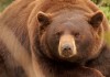 4 Funds to Harness the Awakening Bear