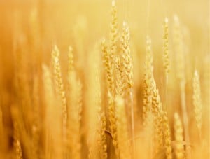 wheat 630 istockphoto