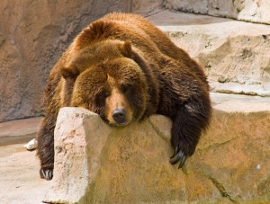 bear-market-lazy-630-ISP