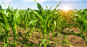 Buyout Deals That Could Fail: Monsanto (MON)