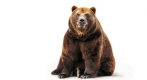The 9 Best ETFs and Mutual Funds for a Bear Market
