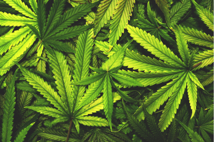 Marijuana Stocks to Buy: Cannabis Sativa (CBDS)