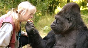 RIP Koko: 16 Things to Remember About the Famous Gorilla