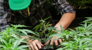 Image of a marijuana farmer sifting through various marijuana plants