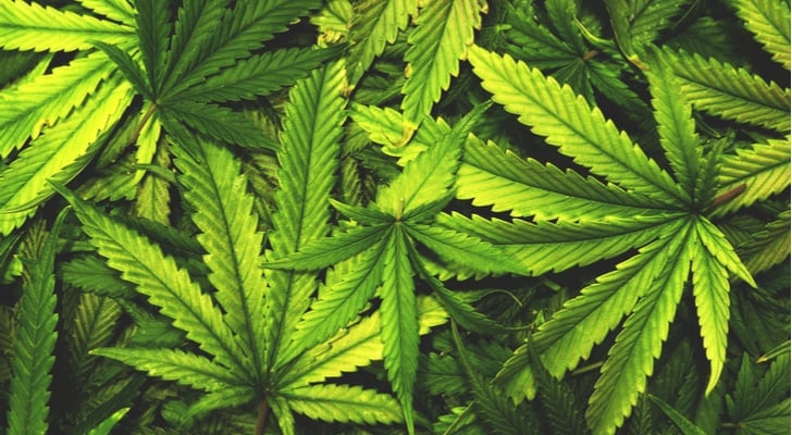 5 Marijuana Stocks to Watch: Canopy Growth (CGC)