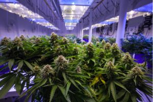 Vireo Health Highlights Attractiveness of Private Cannabis Investments