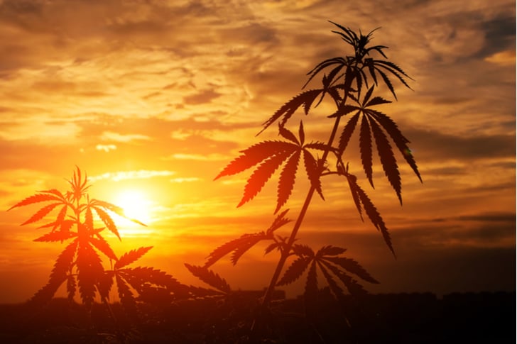 marijuana stocks - 4 Reasons to Keep Buying Pot Stocks in 2019