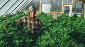 image of a farmer standing in an indoor marijuana field