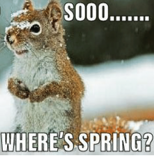 7 Funny Spring Memes to the New Season