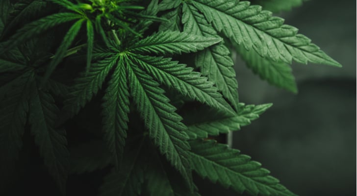 marijuana ETFs - 3 Marijuana ETFs to Buy for Safer Cannabis-Based Gains