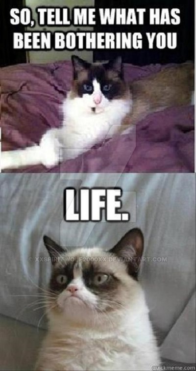 Rip Grumpy Cat 6 Grumpy Cat Memes To Remember The Popular Feline