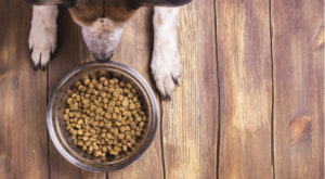 FDA Lists 16 Dog Foods Linked to Canine Heart Disease