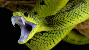 A photo showing a neon green and black snack baring its fangs.