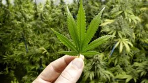 The Next Canopy Growth CEO Could Bring Stability to CGC Stock