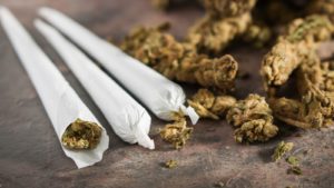 Image of marijuana alongside three joints