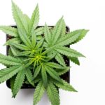 aerial view of a cannabis plant in a pot. cannabis stocks