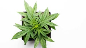 aerial view of a cannabis plant in a pot