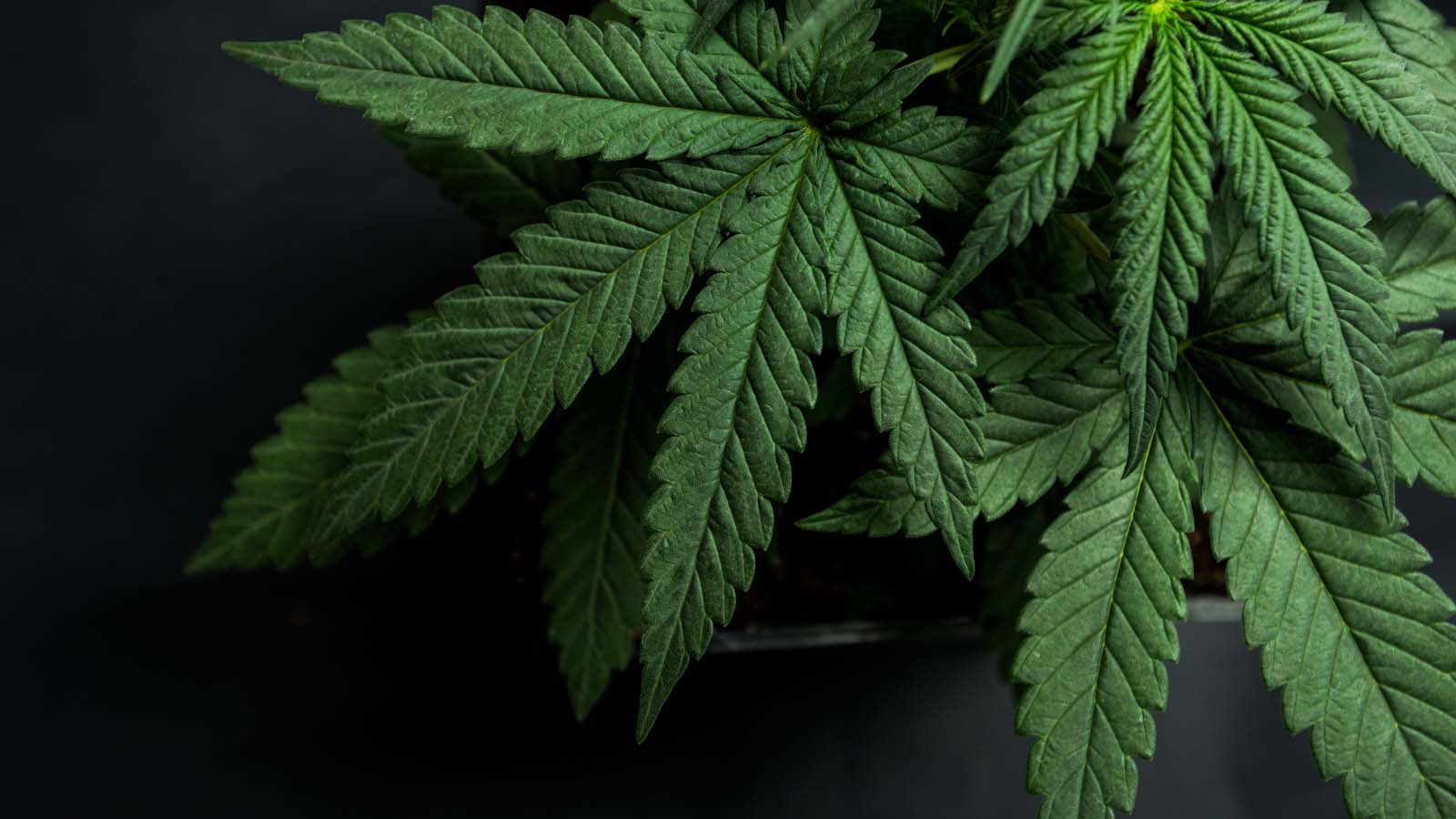 Sundial Growers Stock: Cannabis Investors Shouldn't Get ...