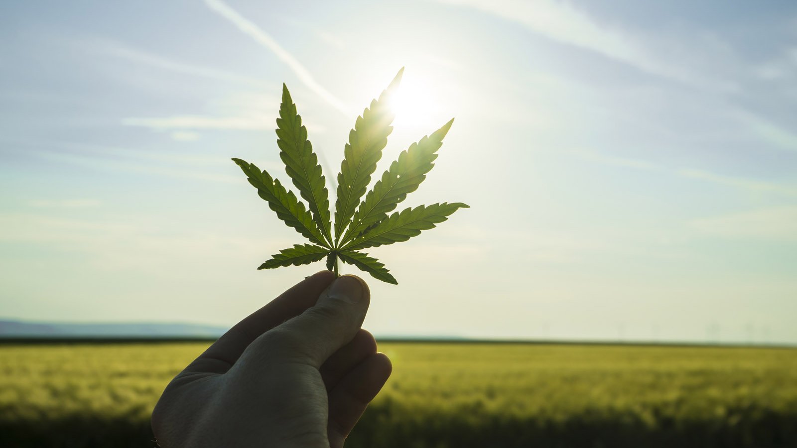 Why Are Cannabis Stocks TLRY, SNDL, OGI and ACB Up Today?