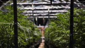 Aurora Cannabis Stock: 3 Reasons Not to Buy Into the Hype