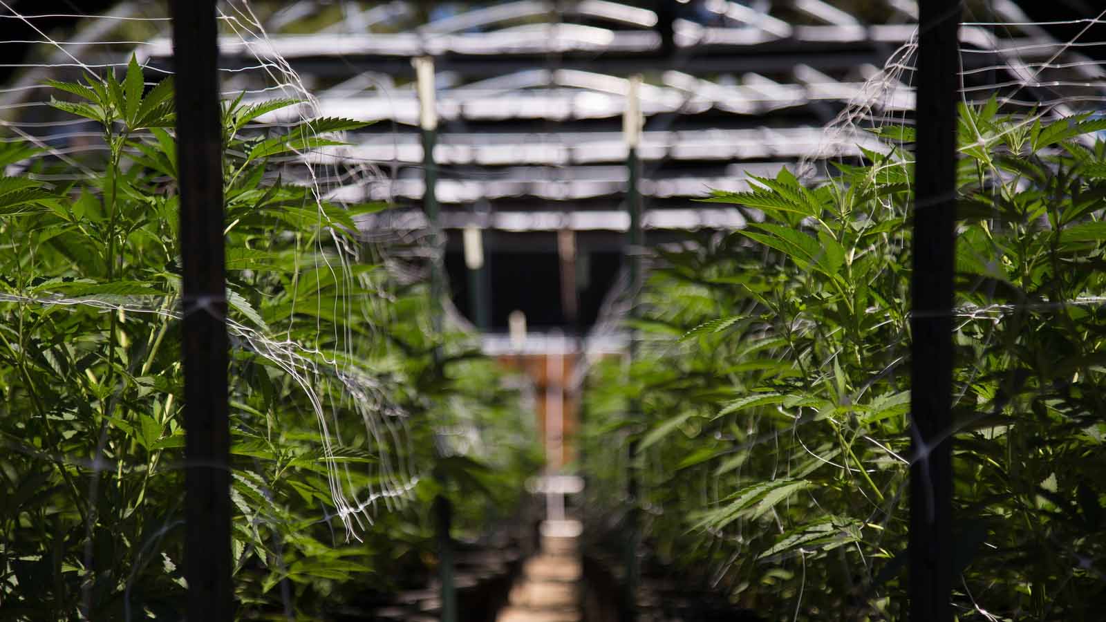 Sndl Stock Why Cannabis Play Sundial Is Surging Monday Investorplace