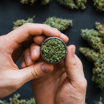 A close-up shot of hands holding a grinder with cannabis buds in the background representing aurora stock. cannabis stocks to buy