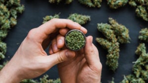 A close-up shot of hands holding a grinder with cannabis buds in the background.