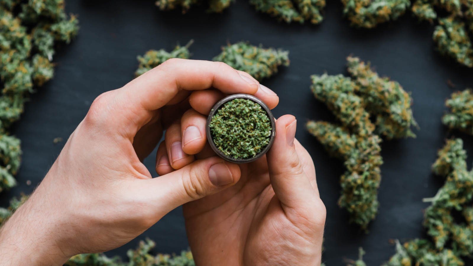 A close-up shot of hands holding a grinder with cannabis buds in the background representing aurora stock.