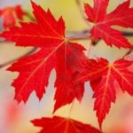 a group of red maple leaves representing canadian stocks