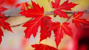 a group of red maple leaves representing canadian stocks