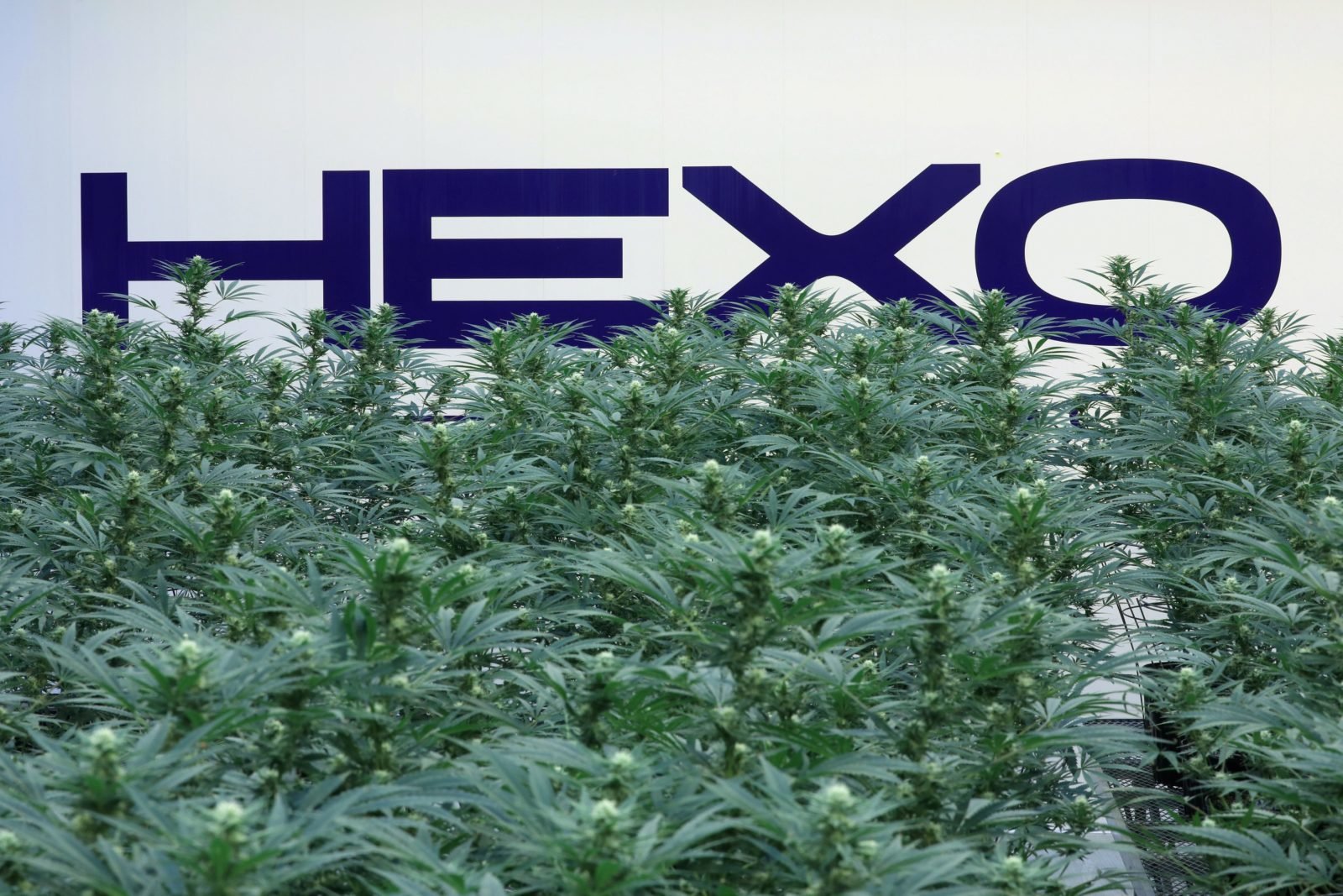 Hexo Stock Cannabis Bulls Should Look Beyond Hexo Stock Investorplace