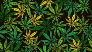 image of multiple marijuana leaves