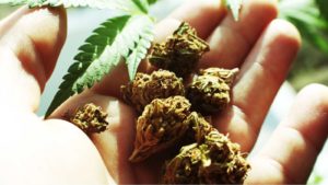 a handful of marijuana buds
