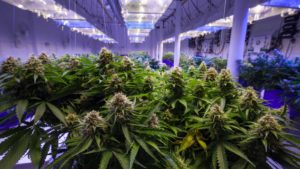 Is Aphria Stock Really the “Best” Canadian Pot Stock?