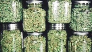 multiple jars of different sizes carrying marijuana