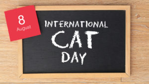 5 International Cat Day Memes to Post on Social Media