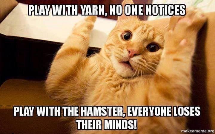 5 International Cat Day Memes to Post on Social Media