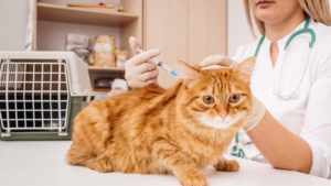 Photo of a cat awaiting a shot from a female veterinarian 