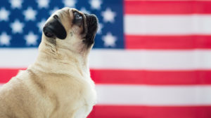 Image of a dog in front of the U.S. flag.