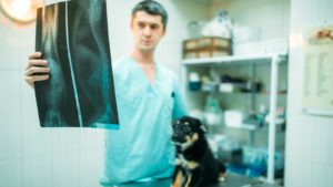 vet looking at a dog's xray to represent pet stocks like IDXX