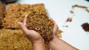 image of hands holding handful of processed tobacco. Safe Dividend Stocks