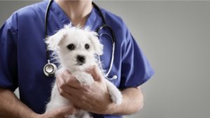 a veterinarian holding a small white dog