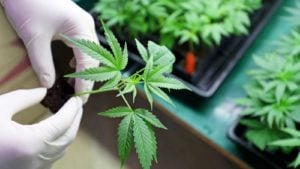 7 Reasons to Buy Canopy Growth Stock