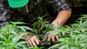 worker in flannel shirt planting young marijuana plant, symbolizing marijuana stocks and Cronos (CRON)