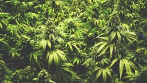 Is Canopy Growth a Worthy Investment in 2020?